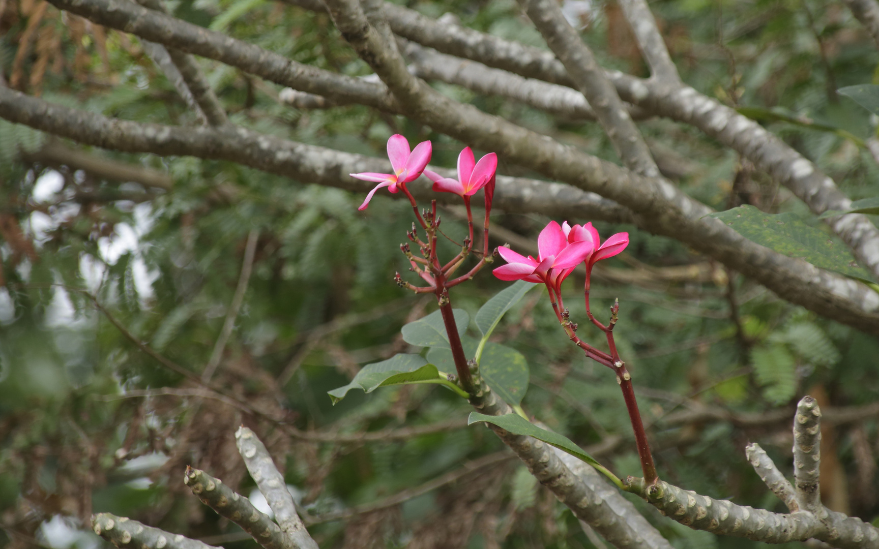 Frangipani