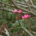 Frangipani