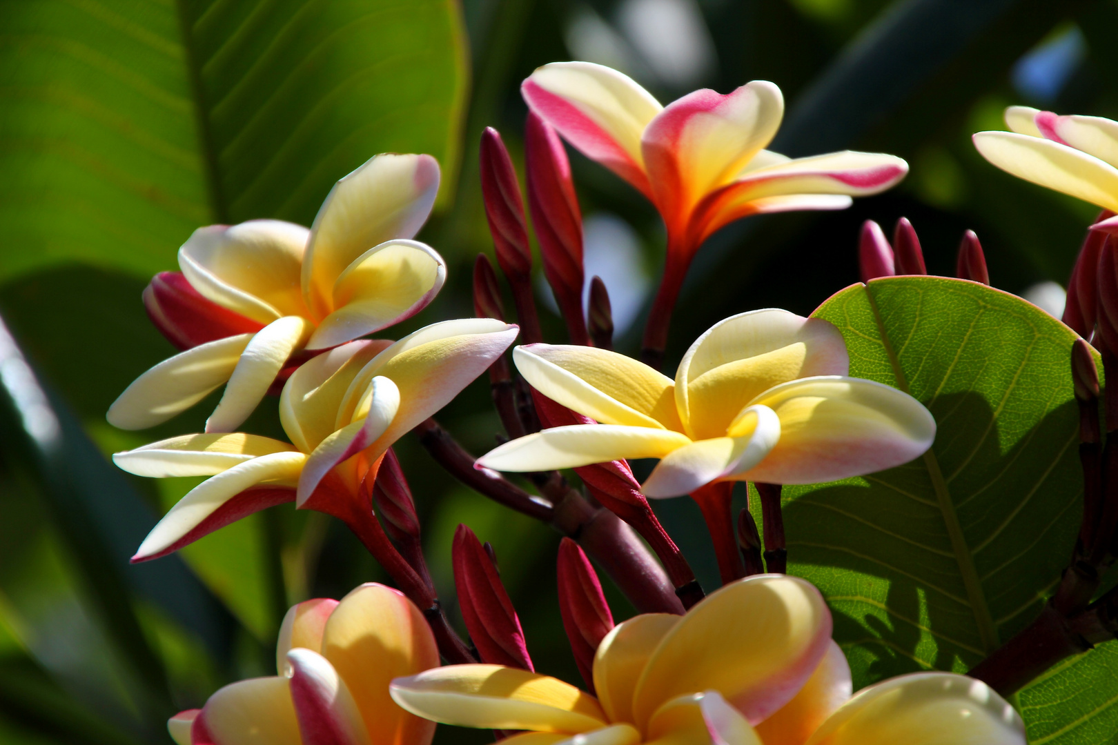 Frangipani