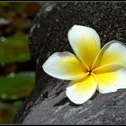 Frangipani