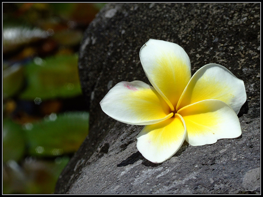 Frangipani