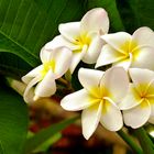 Frangipani