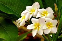 Frangipani