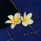 Frangipani