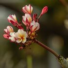  Frangipani 