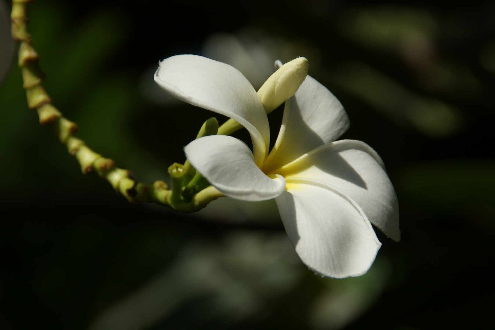 Frangipani