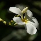 Frangipani