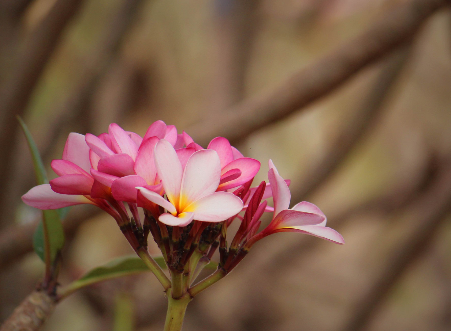 frangipani