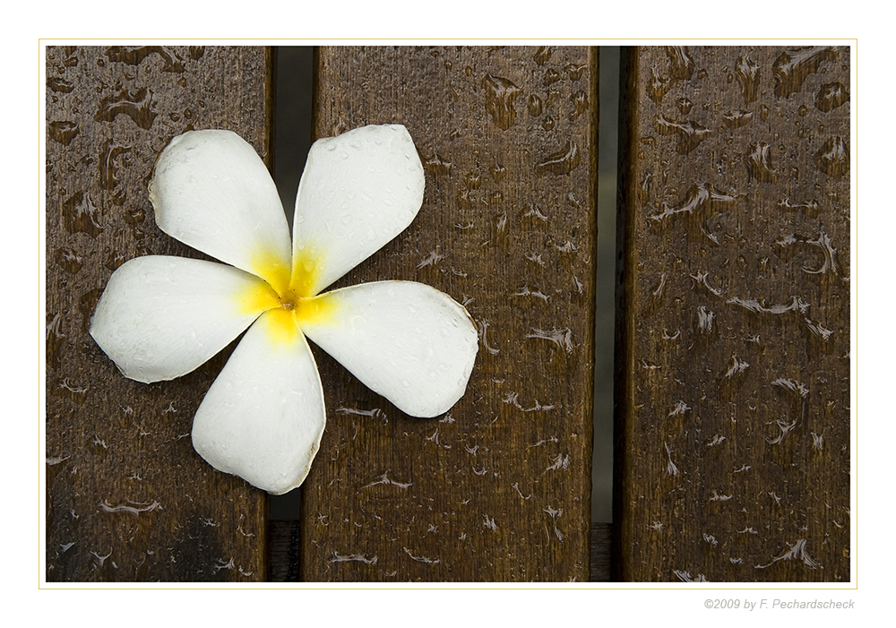 Frangipani