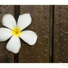 Frangipani