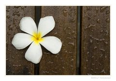 Frangipani