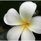 Frangipani