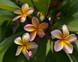 Frangipani von Christine Ge.