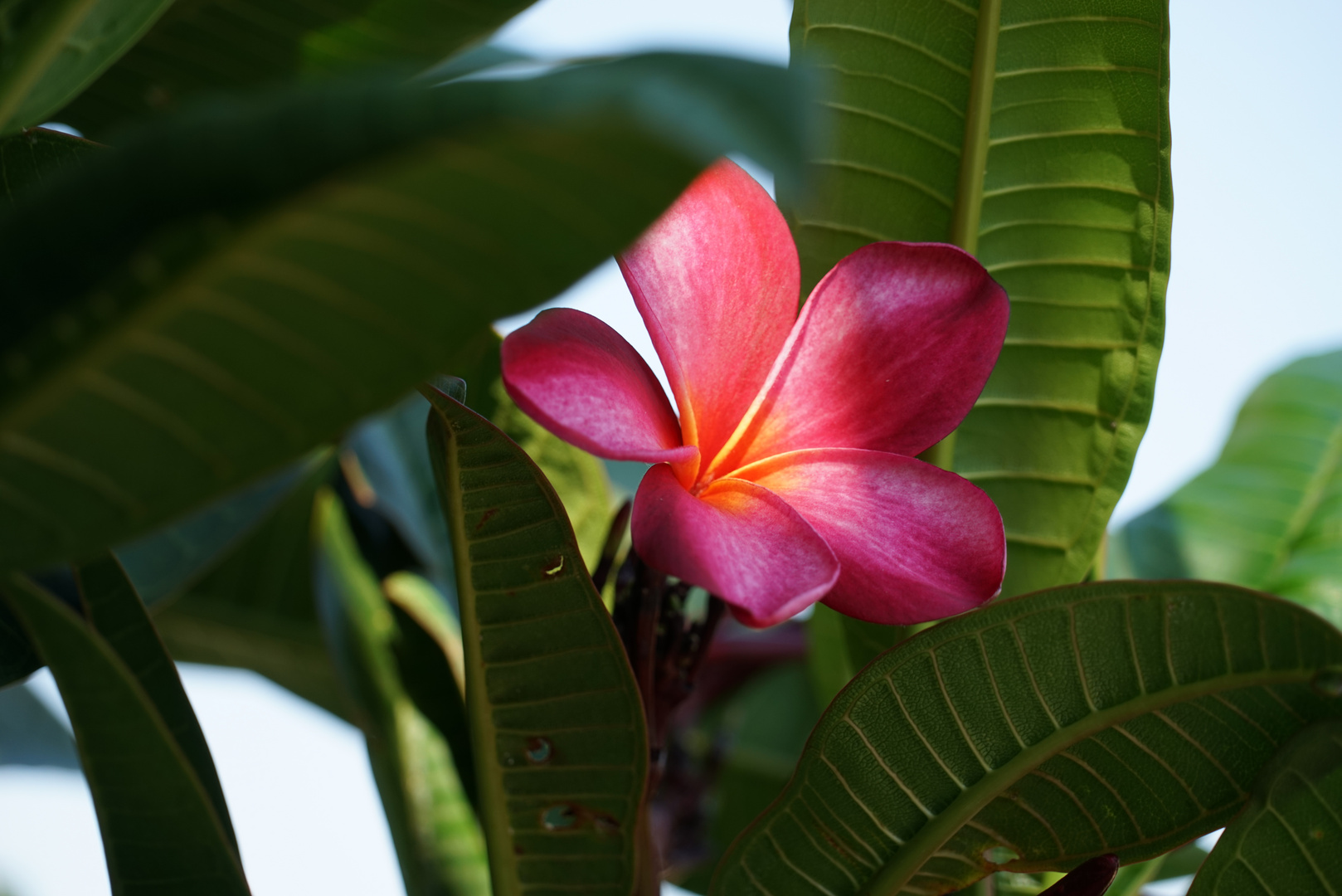 Frangipani  .