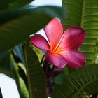 Frangipani  .