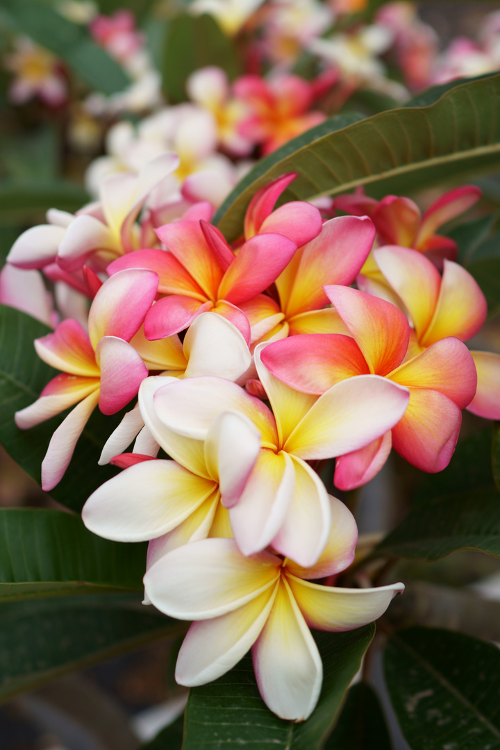 Frangipani