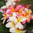 Frangipani