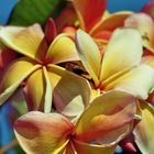 Frangipani