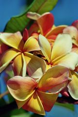 Frangipani