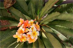 Frangipani