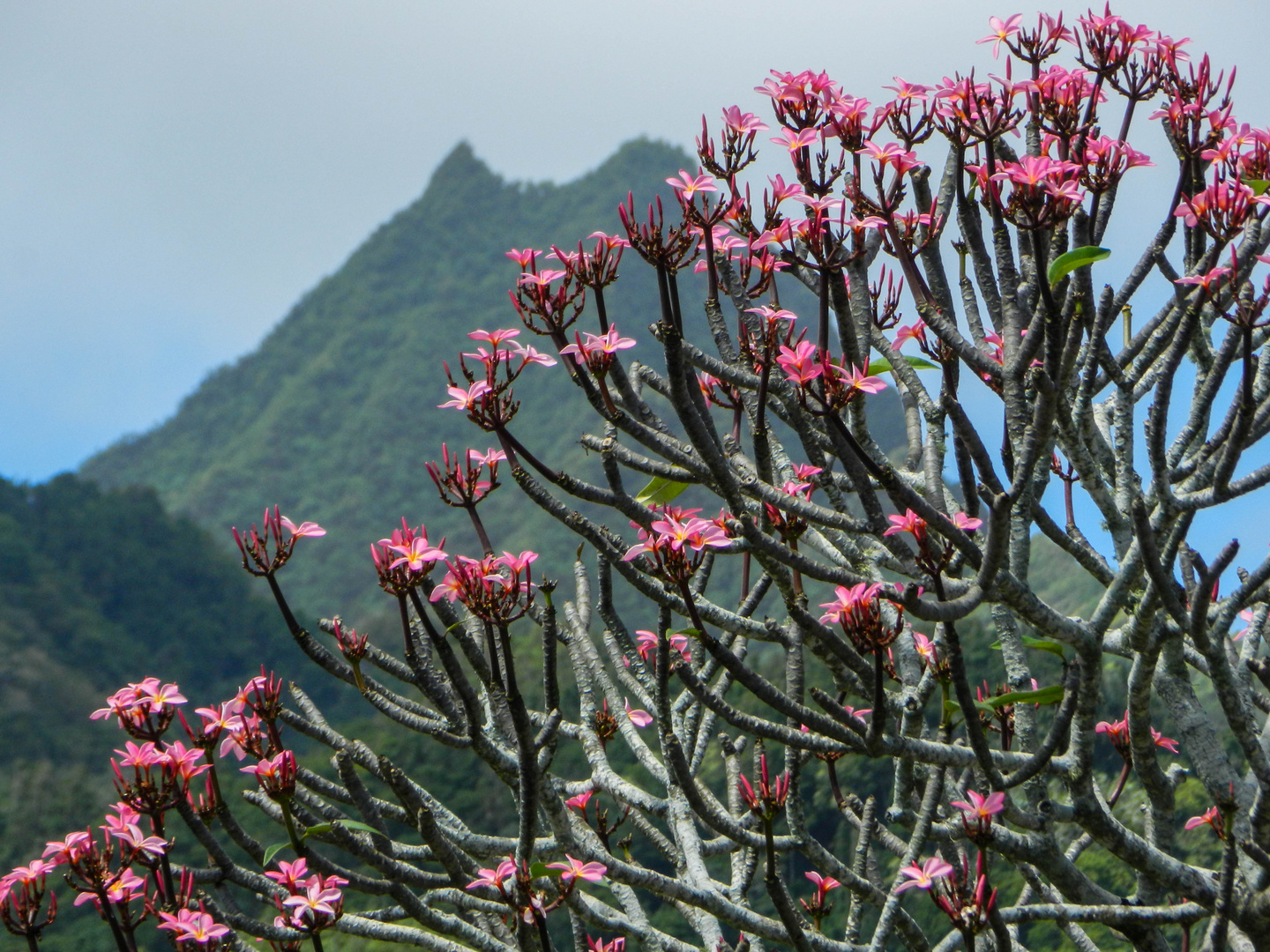 Frangipani