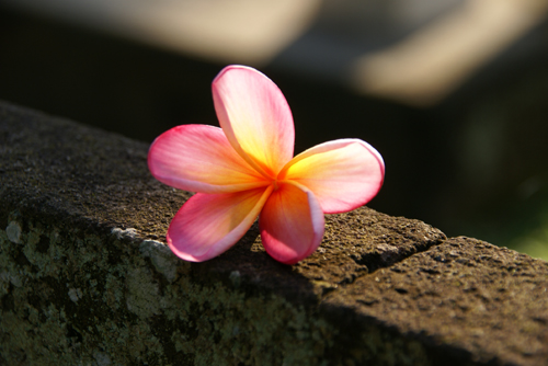 Frangipani