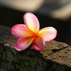 Frangipani