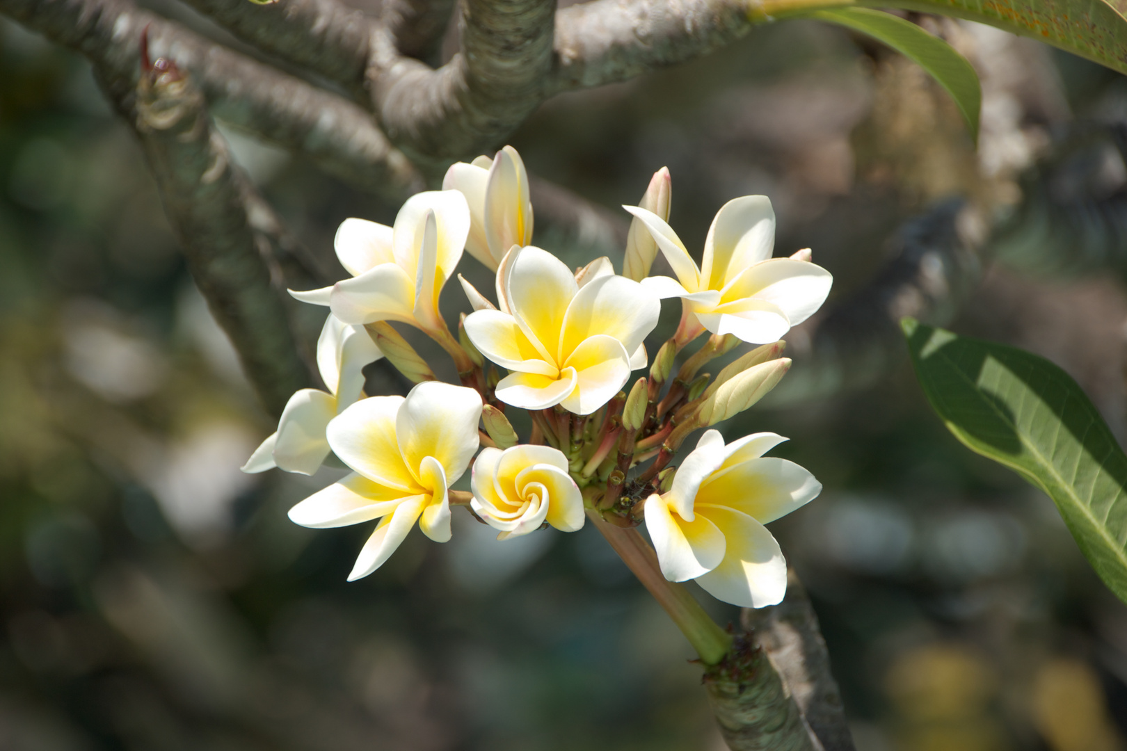 Frangipani