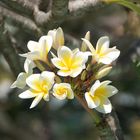 Frangipani