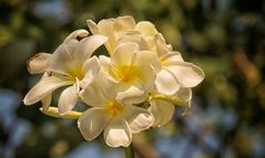 Frangipani 