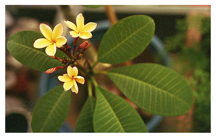 Frangipani