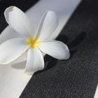 Frangipani