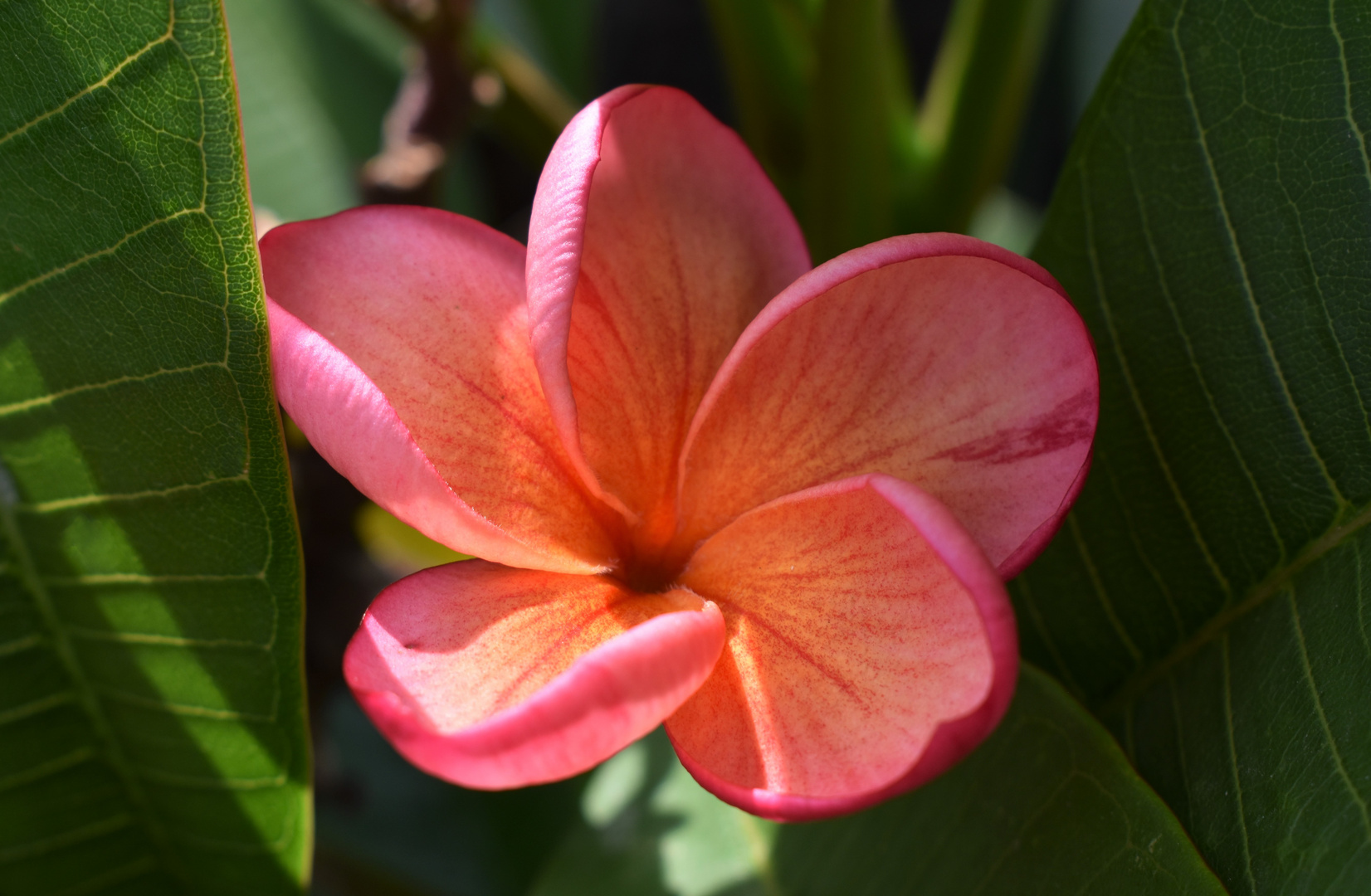 * Frangipani 