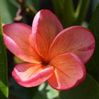 * Frangipani 