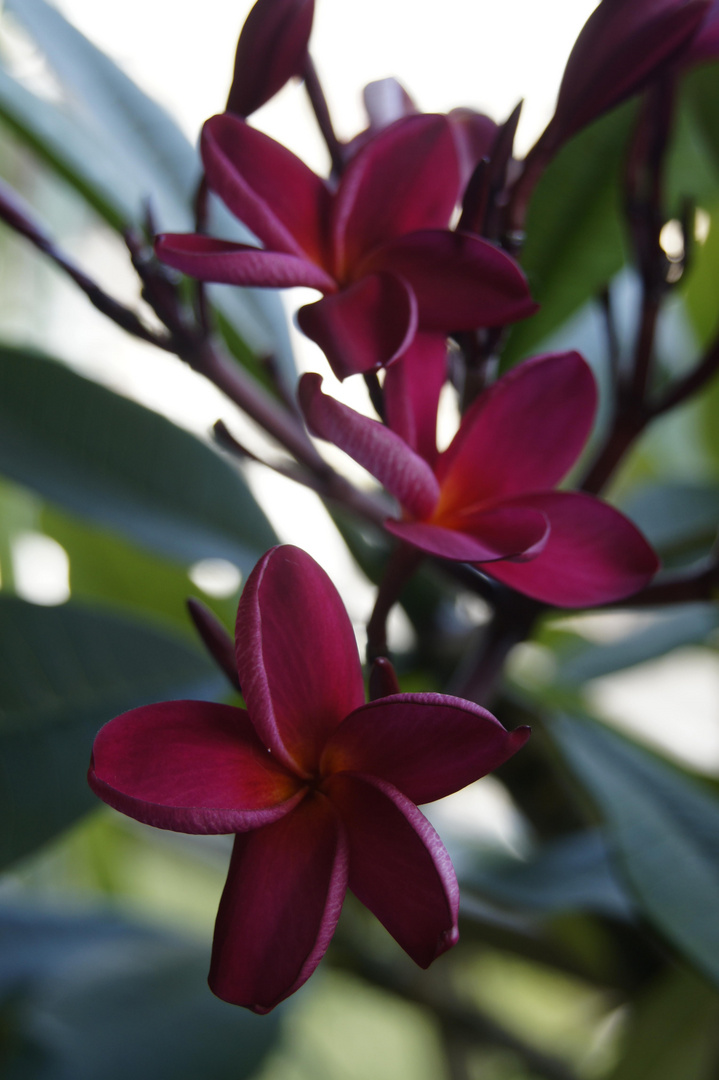 Frangipani