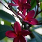 Frangipani