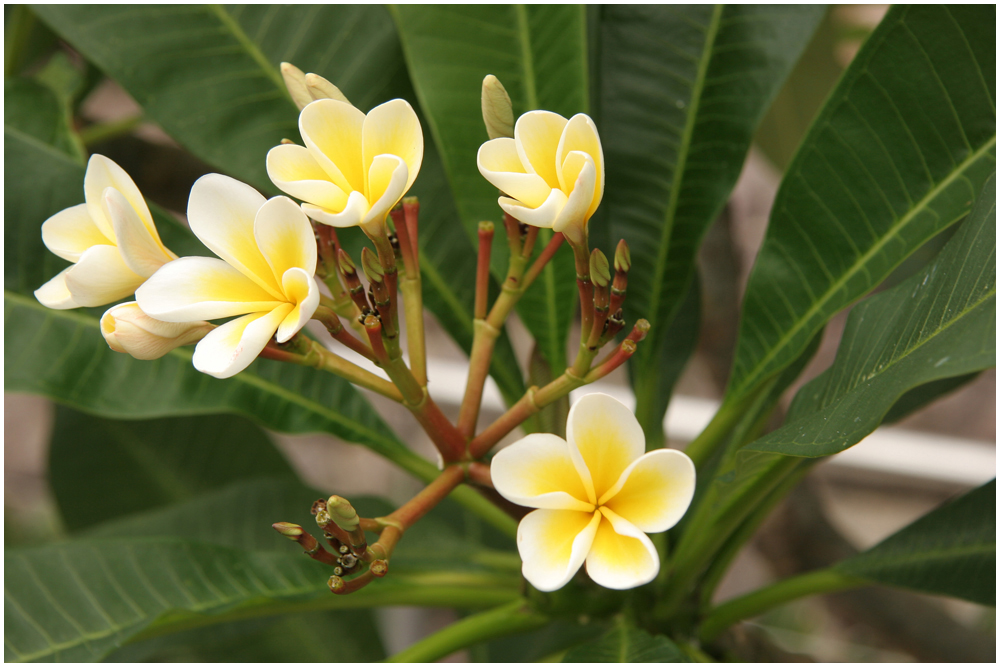 Frangipani