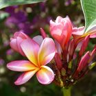 Frangipani