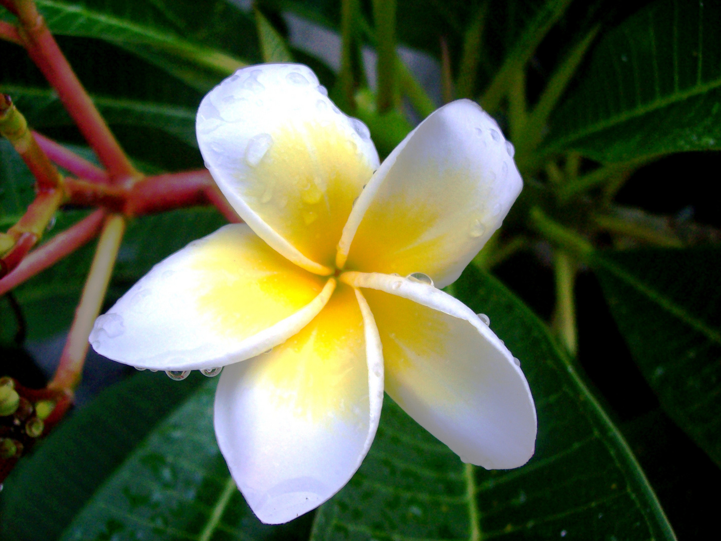 Frangipani