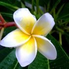 Frangipani