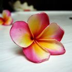 Frangipani