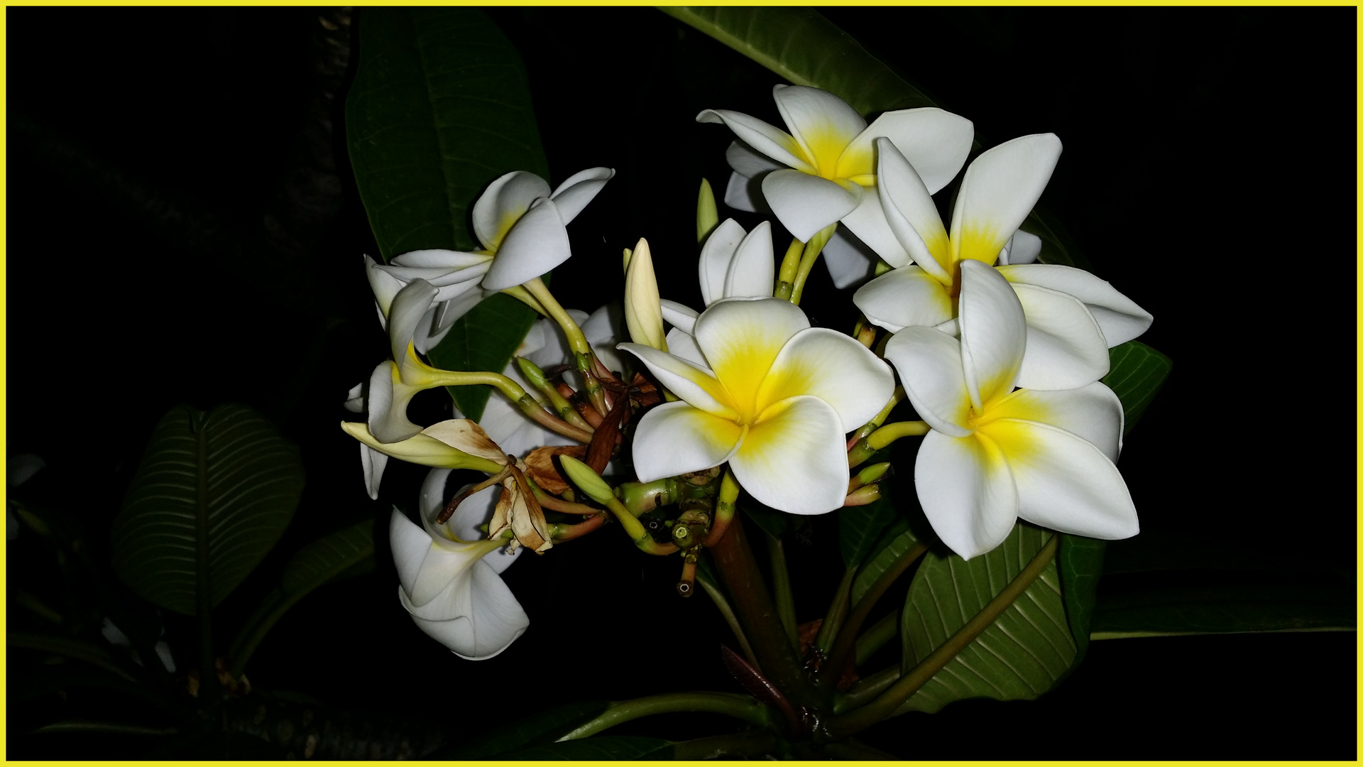 Frangipani