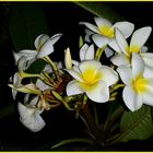 Frangipani