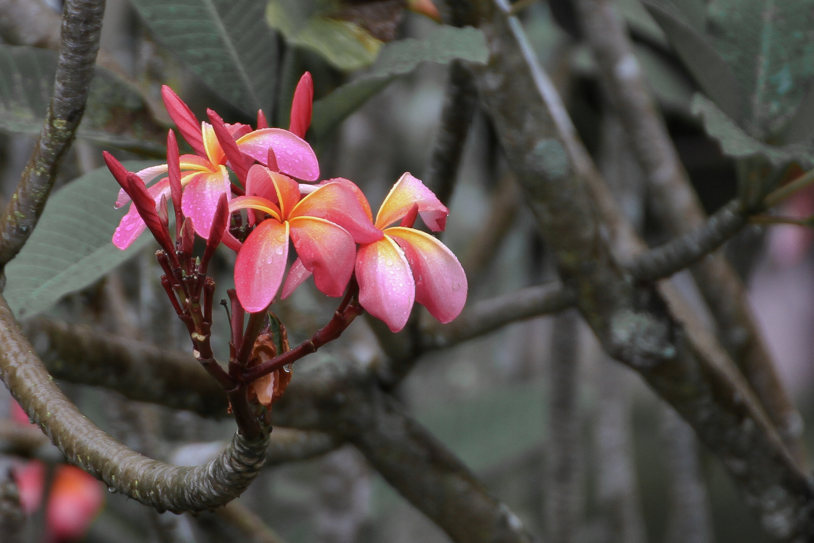 Frangipani