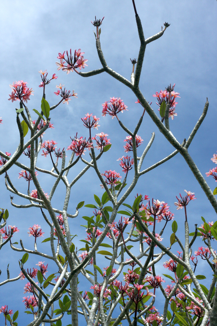 Frangipani