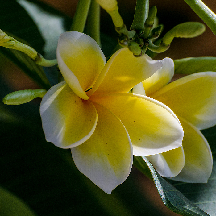 Frangipani