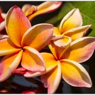 Frangipani