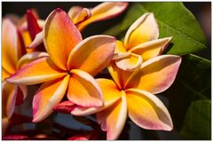 Frangipani