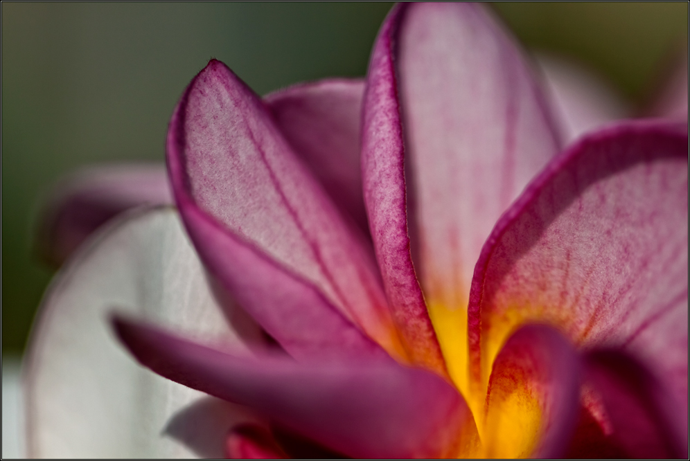 Frangipani von PallasAthena 