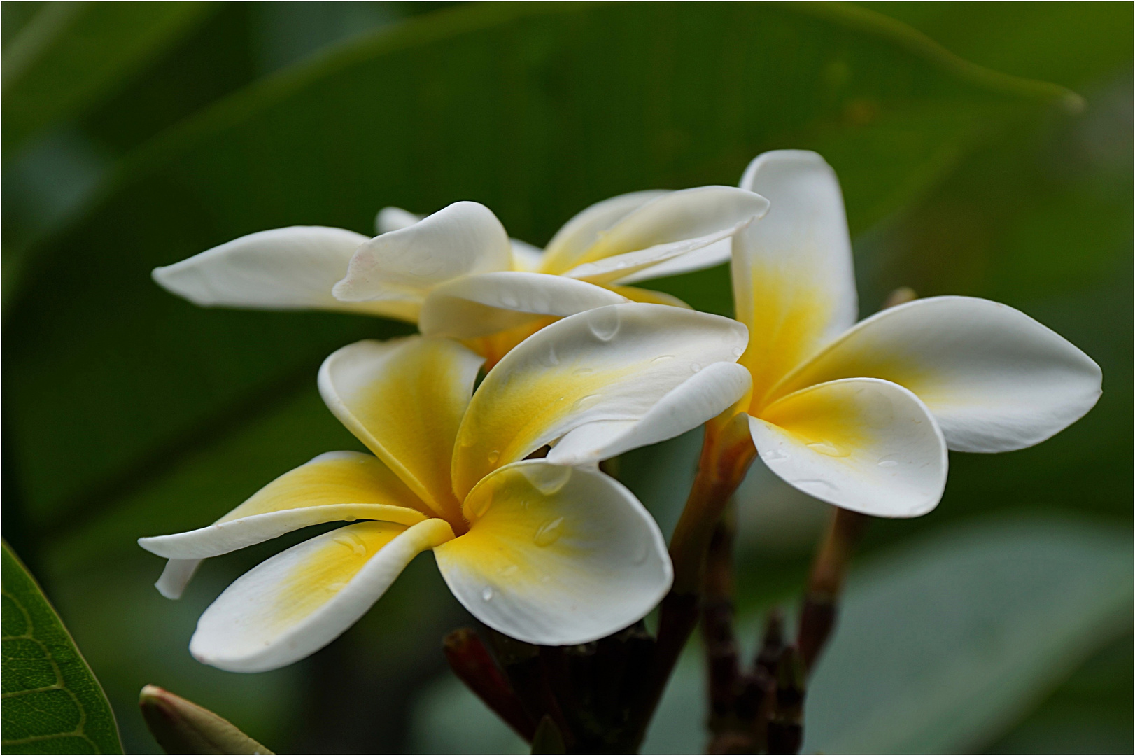 Frangipani Foto & Bild | natur, pflanzen, blüten- & kleinpflanzen ...